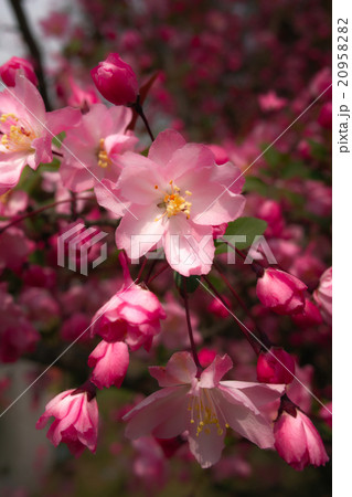 阿智の花桃 阿智の花桃 20958282