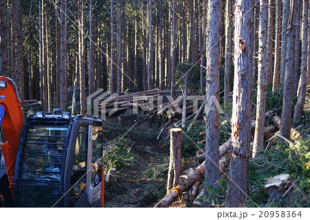 間伐風景 20958364