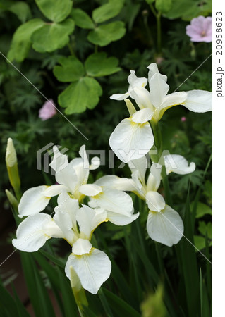 白色のアヤメ 白色のアヤメ 20958623