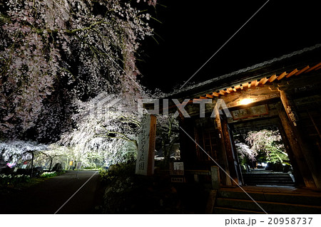 光前寺の仁王門としだれ桜 20958737