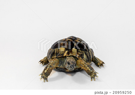 ヘルマン陸亀 20959250