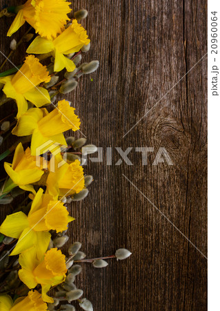 spring narcissus with catkins 20960064