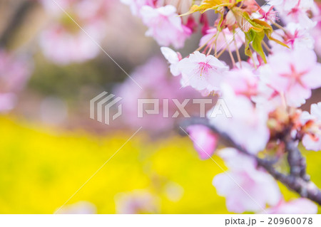 河津桜　桜　早咲きの桜　さくら　サクラ　画像素材　コピースペース　背景素材　文字入れ 20960078