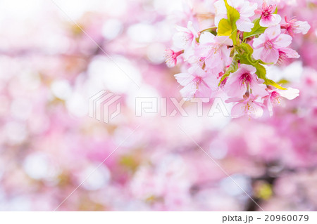 河津桜　桜　早咲きの桜　さくら　サクラ　画像素材　コピースペース　背景素材　文字入れ 20960079