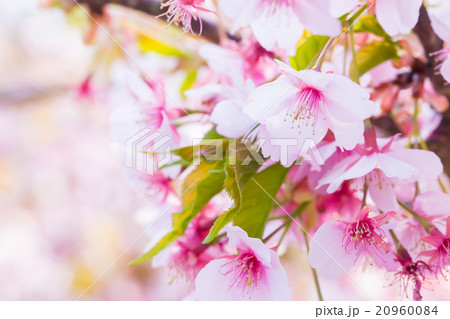 河津桜 桜 早咲きの桜 さくら サクラ 画像素材 コピースペース 背景素材 文字入れ 河津桜 桜 早咲きの桜 さくら サクラ 画像素材 コピースペース 背景素材 文字入れ 20960084