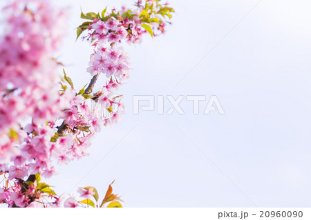 河津桜　桜　早咲きの桜　さくら　サクラ　画像素材　コピースペース　背景素材　文字入れ 20960090