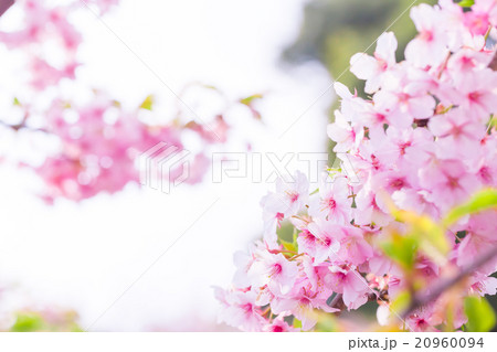 河津桜　桜　早咲きの桜　さくら　サクラ　画像素材　コピースペース　背景素材　文字入れ 20960094