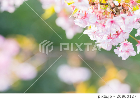 河津桜　桜　早咲きの桜　さくら　サクラ　画像素材　コピースペース　背景素材　文字入れ 20960127
