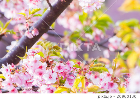 河津桜　桜　早咲きの桜　さくら　サクラ　画像素材　コピースペース　背景素材　文字入れ 20960130