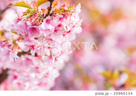 河津桜 桜 早咲きの桜 さくら サクラ 画像素材 コピースペース 背景素材 文字入れ 河津桜 桜 早咲きの桜 さくら サクラ 画像素材 コピースペース 背景素材 文字入れ 20960134