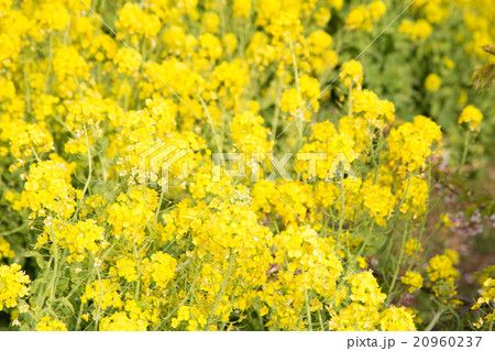 河津桜　桜　早咲きの桜　サクラ　菜の花　黄色い花画像素材　コピースペース　背景素材　文字入れ 20960237