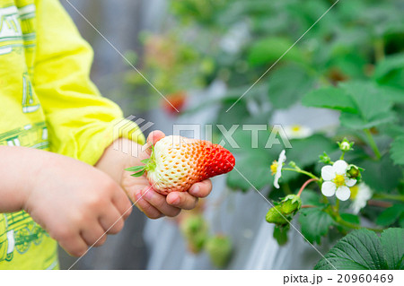 苺狩りをする子供の手元 いちご狩り 果物狩り 果実 赤い実 ストロベリー 幼児 の写真素材