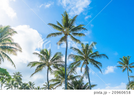ハワイ カイルアビーチ ヤシの木と青空の写真素材