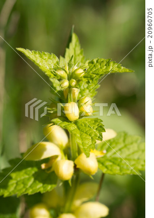 Deadnettle blooming closeup outdoors. 20960705