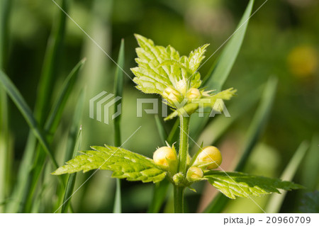 Deadnettle blooming closeup horizontal 20960709