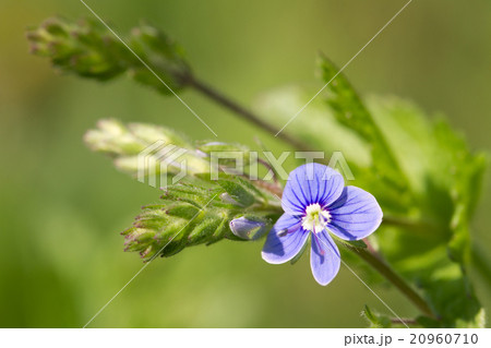 floral background of the spring blue flowers 20960710