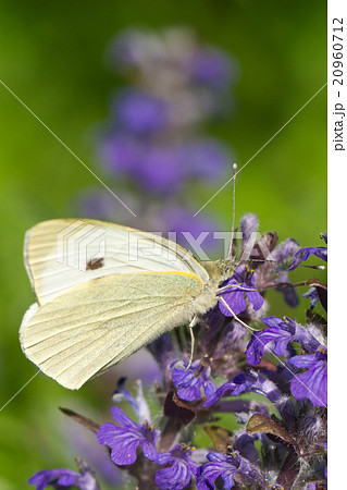 Cabbage butterfly closeup on a blue flower 20960712