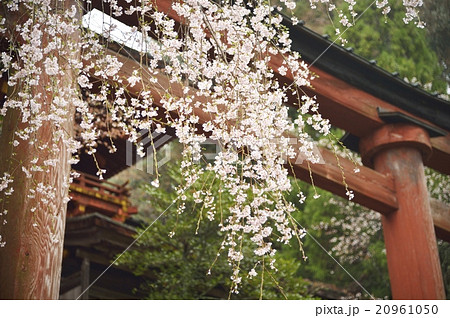 吉野水分神社 桜 鳥居 吉野水分神社 桜 鳥居 20961050