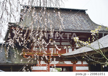 吉野水分神社 桜 20961051