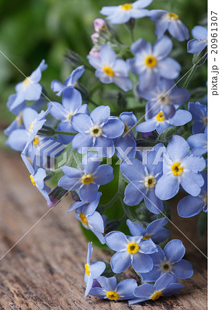 bouquet of blue flowers forget-me-not. closeup 20961307