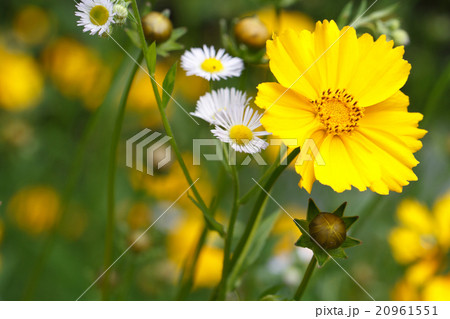 floral background of yellow coreopsis flower 20961551