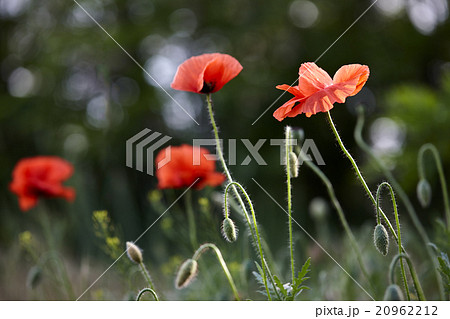 Wild red poppy flowers Wild red poppy flowers 20962212