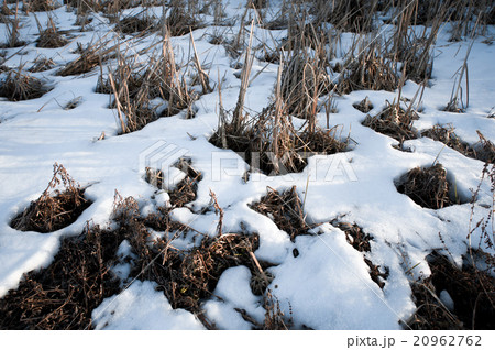 Spring background - meltinh and cracking ice 20962762
