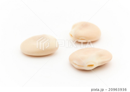 ウチワマメ: Lupini beans ウチワマメ: Lupini beans 20963936