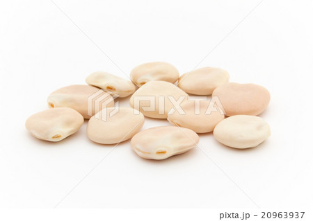 ウチワマメ: Lupini beans ウチワマメ: Lupini beans 20963937