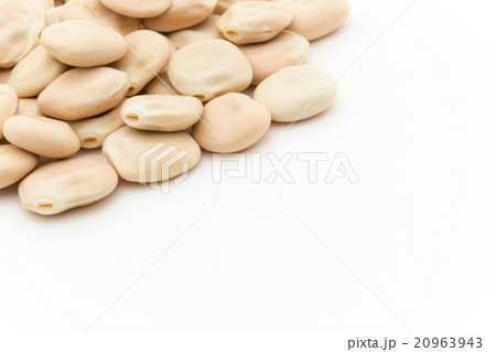 ウチワマメ: Lupini beans ウチワマメ: Lupini beans 20963943