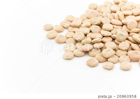ウチワマメ: Lupini beans 20963958