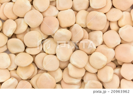 ウチワマメ: Lupini beans ウチワマメ: Lupini beans 20963962