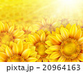 Sunflower petals with summer sun. EPS 10 20964163