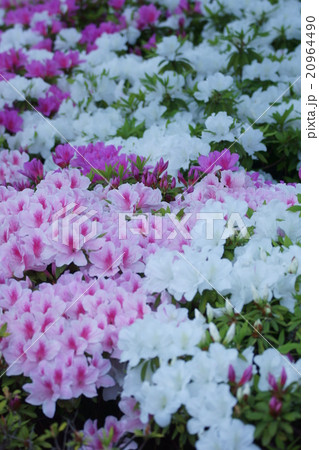 平戸躑躅ヒラドツツジ 3色 花言葉は 愛の喜び の写真素材