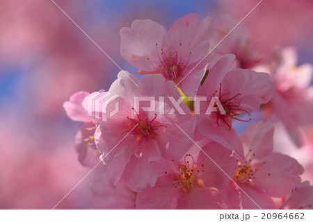 青空をバックのサクラの花びら 20964662