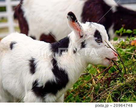 パンダヤギ パンダヤギ 20964748