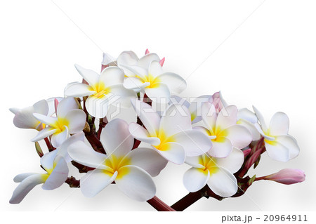 Tropical flowers frangipani (plumeria)  20964911