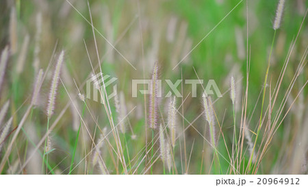 flower grass impact sunlight. 20964912