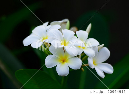 white frangipani flowers 20964913