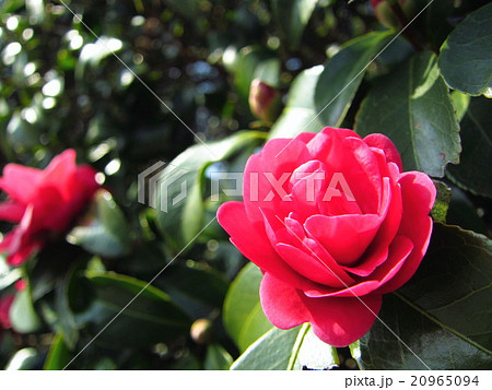 山茶花の花 山茶花の花 20965094