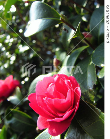 山茶花の花 20965095