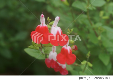 チェリーセージ 20965101