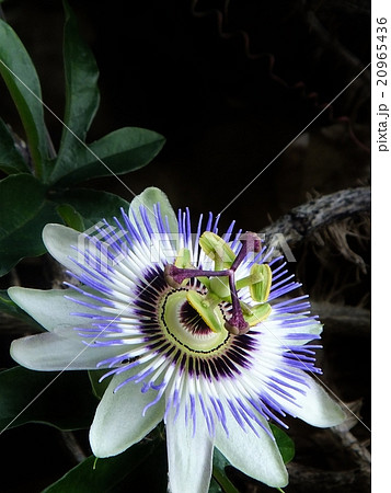 トケイソウシリーズ 黒バックに映える白い一輪 20965436