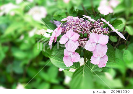 ガクアジサイ ガクアジサイ 20965550