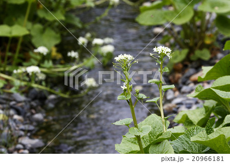 わさびの花 わさびの花 20966181