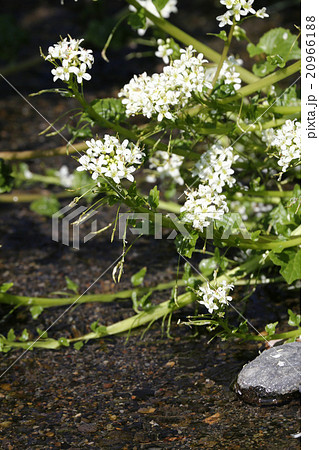 わさびの花 わさびの花 20966188