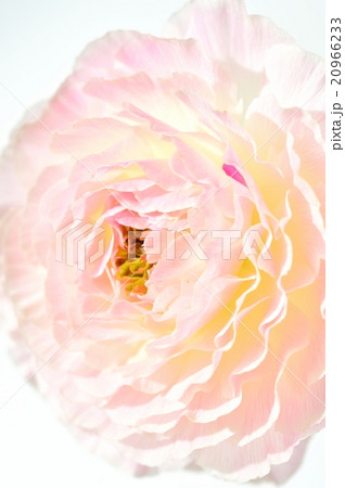 ラナンキュラスの花。フラワーアレンジメント、生け花。 ラナンキュラスの花。フラワーアレンジメント、生け花。 20966233