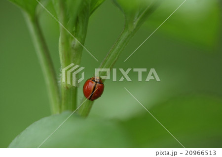 生き物 昆虫 チャイロテントウ 茶色というより橙色に見える背中に黒い筋がチャームポイントの写真素材