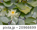 yellow carpel in  lotus flower in pool 20966699