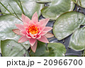 yellow carpel in pink  lotus flower in pool 20966700